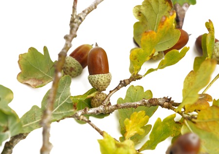 Acorn on a branch of a oak isolated on white backgroundの写真素材