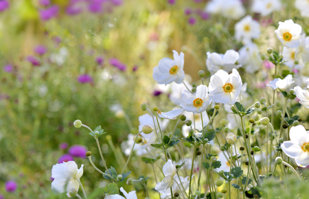beautiful white windflowers in a flowerbed in gardenの写真素材