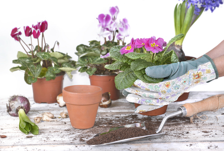 springtime flowerpot held by hands of gardener above a garden tableの写真素材
