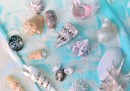 top view on seashells collection in the sand on a blue beach towelの写真素材