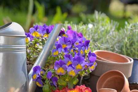 flowerpot and watering can in gardenの写真素材