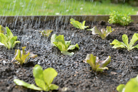 watering seedling lettuce just planted in a patchの写真素材