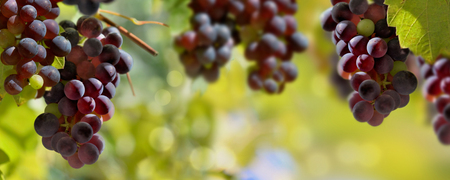panoramic view on black grapes growing in vineyard lighting by the sunの写真素材
