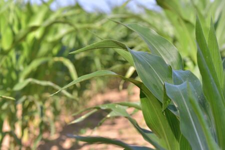 close on leaves of corn growint in a field