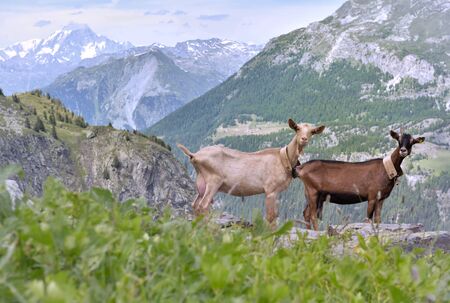 farm goats  standing on the rock in alpine mountainの写真素材