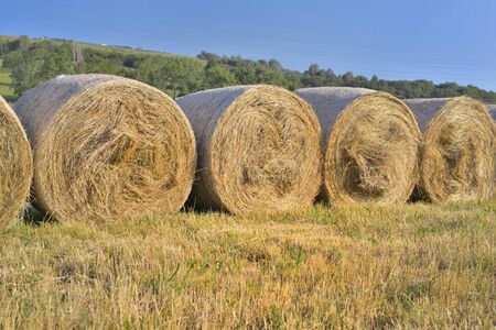 fresh bales of hay on line in a field