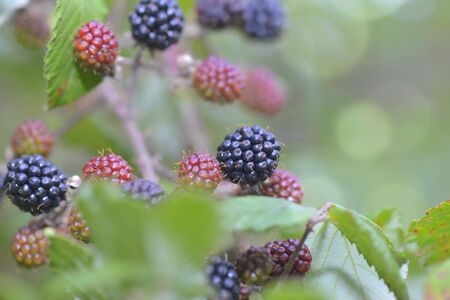close on  wild blackberry growing in the bushの写真素材