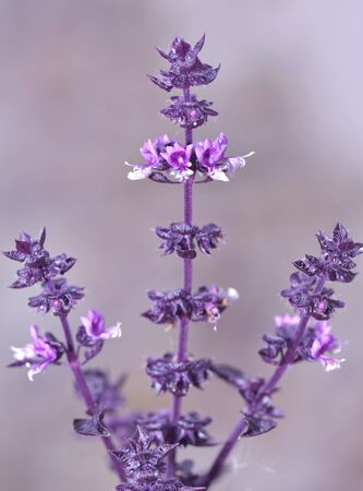 close on branch of purple basil with flowersの写真素材