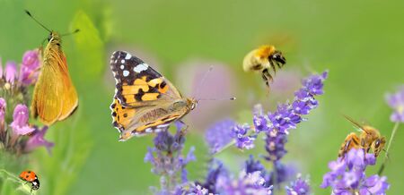 honeybee,butterfly and lady bud  on lavender flowers in panoramic viewの写真素材