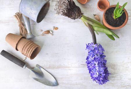 top view on hyacinth uproot ed, shovel and flower pot with a little watering can  on a white tableの写真素材