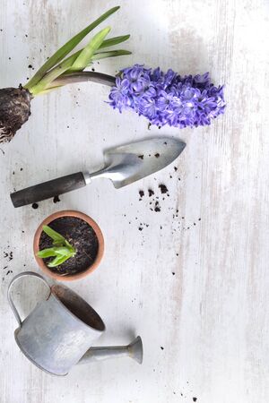 top view on hyacinth blooming, shovel and flower pot with a little watering can  on a white tableの写真素材