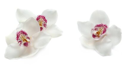 beautiful white orchids isolated on white backgroundの写真素材