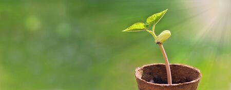 panoramic view on a sprout of bean growing under sunlight in a peat potの写真素材