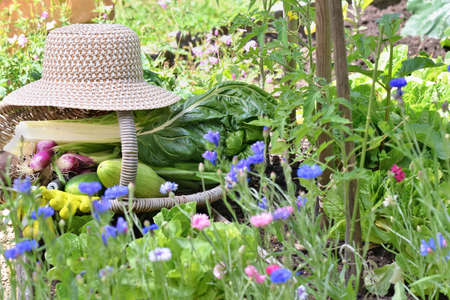 fresh vegetables in a wicker basket with hat placed in a flowered vegetable garden