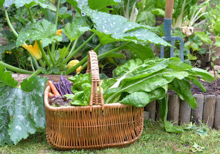 fresh vegetables in a wicker basket placed in grass in front of zucchini plant in gardenの写真素材