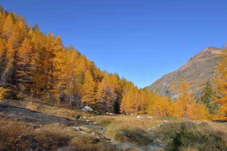 autumnal foliage trees in a beautiful alpine mountain under blue skyの写真素材