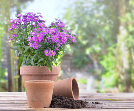 aster flowers blomming in a flower pot on a table in gardenの写真素材