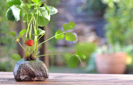 seedling of strawberry plant in soil without pot ready to plantの写真素材