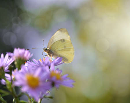 close on pieride butterfly gathering pink aster flowers on blur background