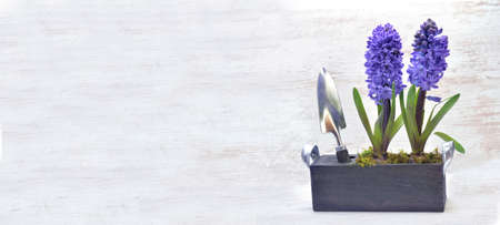 potted hyacinth in box with shovel on white background