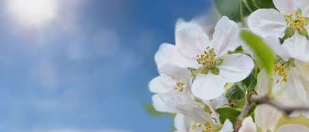 close on pretty white flowers of cherry tree blooming on sunny sky background