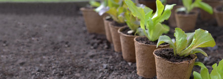 lettuce seedling growing in a peat pot and placed in the dirt of a garden with empty space at the left on dirt backgroundの写真素材