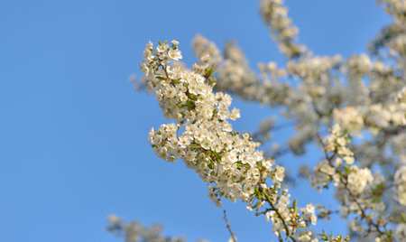 close on pretty white flowers of cherry tree blooming on blue sky background