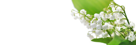 bouquet of freshness lily of the valley blooming on white background in panoramic viewの写真素材