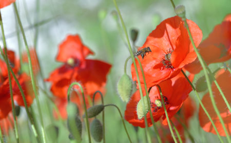 beautiful red poppies flowers blooming in a meadow under blue skyの写真素材