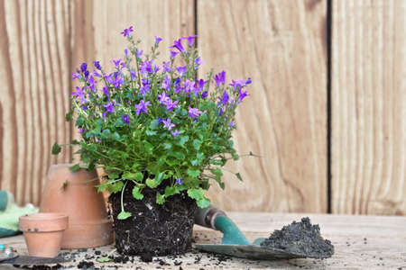 flowers plant with its clod for potting with garden equipment on wooden tableの写真素材