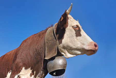 face of alpine brown and white cow wearing a bell on blue sky backgroundの写真素材