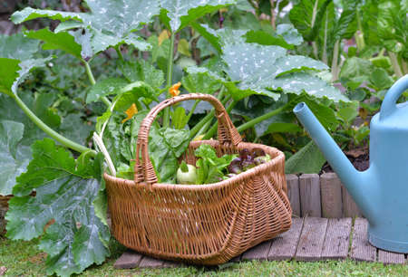 fresh vegetable in a wicker basket with a watering can in vegetable gardenの写真素材