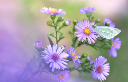 close on pieride butterfly gathering pink aster flowersの写真素材