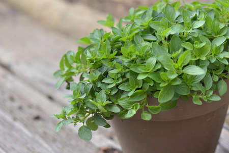 close on leaf of oregano plant growing in a flower pot on wooden backgroundの写真素材