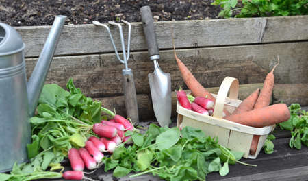 fresh carrots and radishes in a little basket with leaf cut put on a plank with shovel in gardenの写真素材