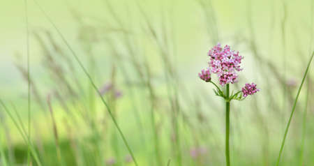 closeup on alpine wild flower blooming in meadow on blur green backgroundの写真素材