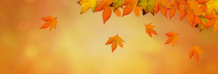 orange autumnal background with leaf of oak treeの写真素材