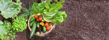 top view on basket filled with colorful fresh vegetables in the garden with empty space of dirt