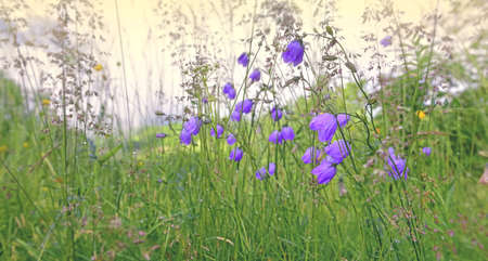 closeup on bluebell wild flowers blooming in alpine meadowの写真素材