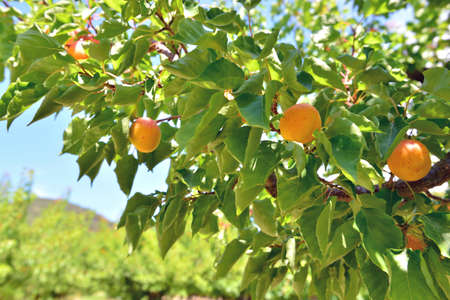 closeup on apricots growing in the tree in a field under blue skyの写真素材