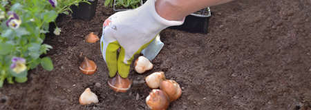 hand of gardener planting bulb of tulip on the soil in the garden, concept gardening