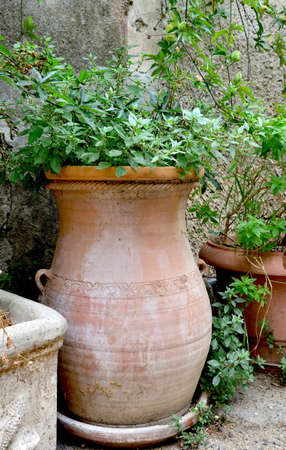 big decorative flowerpot against a wall in a patio
