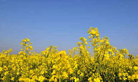 close up on yellow flowers of rapeseed growing in a field under blue sky