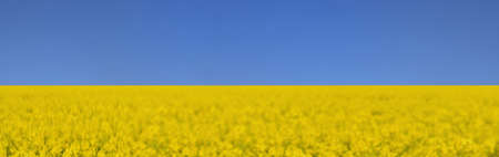 field of yellow rapeseed rapeseed blooming under blue sky colors of ukrainian flagの写真素材