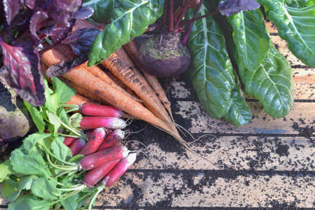 organic vegetables freshly harvested from garden on a wooden tableの写真素材