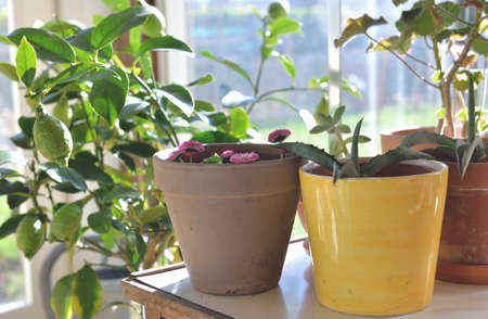 potted plant on little table in a glasshouse with a lemon treeの写真素材