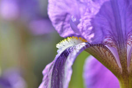 macro view on pistils of beautiful purple iris blooming in a gardenの写真素材