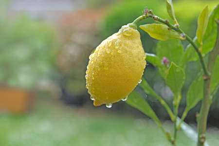 closeup on yellow lemon growing in the tree in a gardenの写真素材