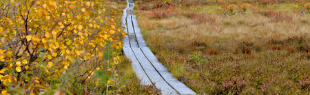 wooden footpath crossing a meadow covered with northern plants and autumnal leafの写真素材