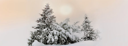 group of firs snowy in panoramic view with the sun in back in a sky in fairy tale nature